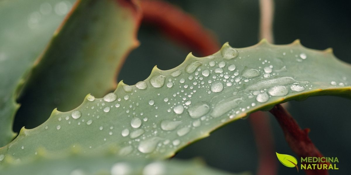 A RENISUS reconhece a babosa por sua ação cicatrizante superior em queimaduras e feridas. No SUS, o gel de babosa é produzido em Farmácias Vivas municipais, garantindo acesso gratuito a um tratamento dermatológico eficaz e de fácil cultivo em qualquer região do Brasil.
