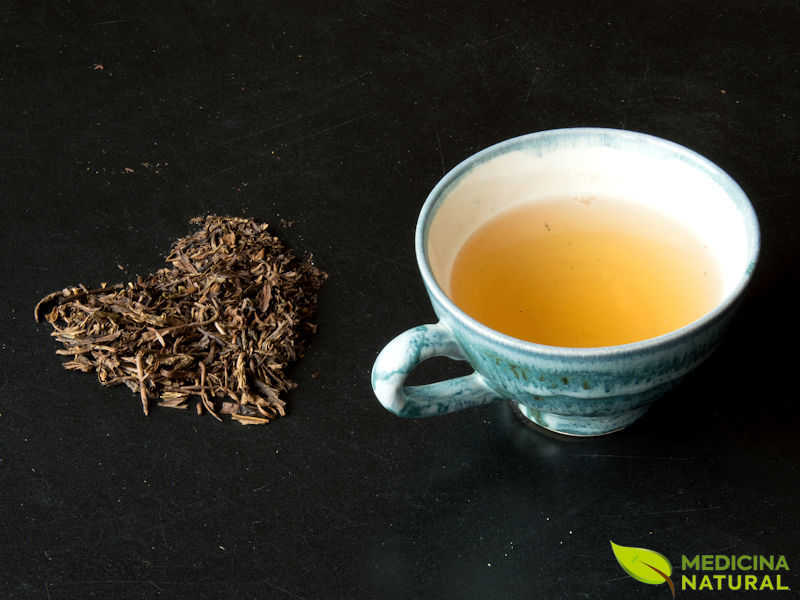 Ban-chá (bancha) - Camellia sinensis