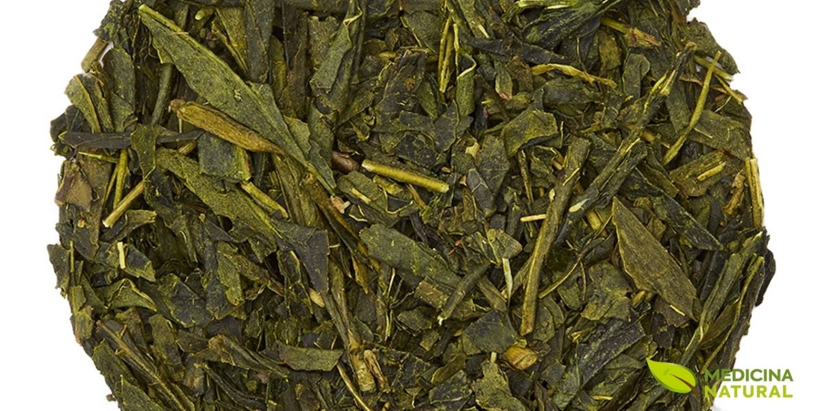 O Bancha é um chá verde japonês de colheita tardia, geralmente a segunda ou terceira colheita do ano, após o Sencha premium. As folhas são maiores e mais maduras, resultando em um sabor mais suave e menos complexo que o Sencha, mas também com menor teor de cafeína, tornando-o ideal para consumo à noite. O Bancha é popular no Japão como chá do dia a dia devido ao seu preço acessível e sabor agradável e reconfortante. O perfil nutricional ainda é excelente.