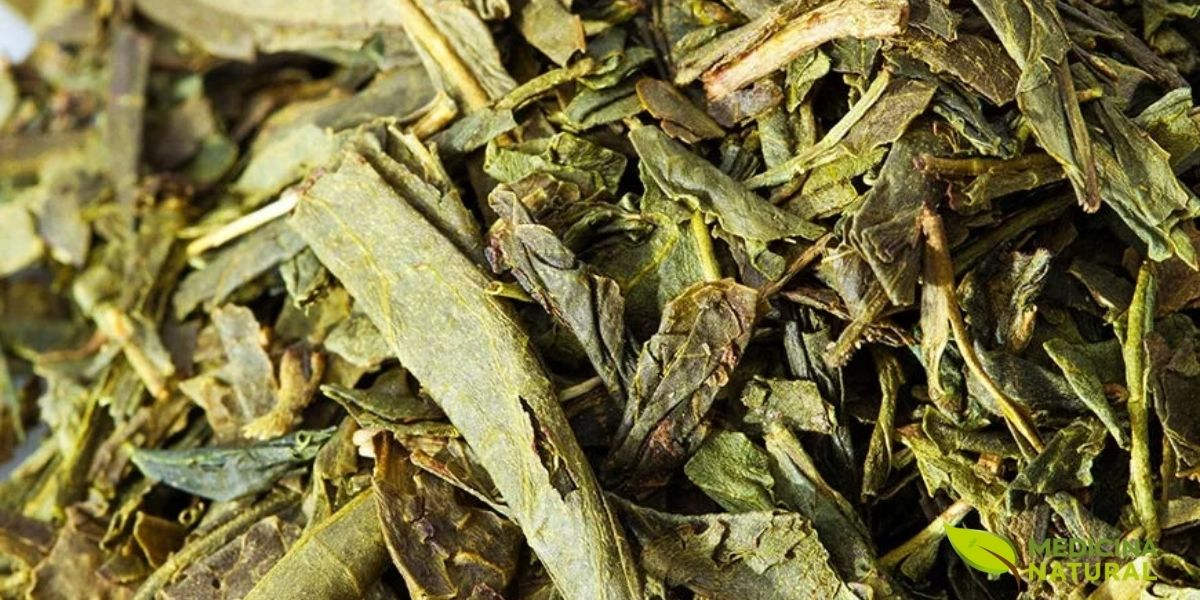 As folhas do Bancha são visivelmente maiores e mais grossas que as do Sencha, refletindo sua colheita em estágio mais maduro. Esta característica resulta em menor concentração de aminoácidos como a L-teanina, mas ainda mantém boa quantidade de catequinas e minerais. O sabor é mais terroso e menos umami que o Sencha, com notas de grama fresca e um final limpo. Muitos japoneses preferem o Bancha para acompanhar refeições devido ao seu perfil mais neutro que não compete com os sabores dos alimentos.