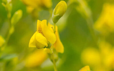 Baptisia tinctoria: saiba para que serve