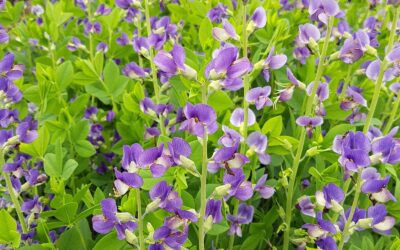 Baptisia tinctoria (ÍNDIGO-SELVAGEM; WILD INDIGO)