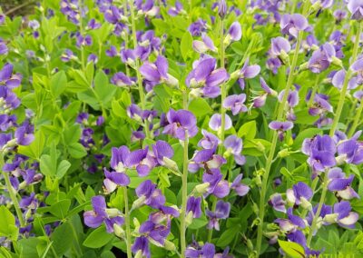 Baptisia tinctoria - ÍNDIGO-SELVAGEM