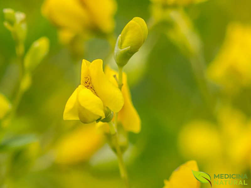 Baptisia tinctoria