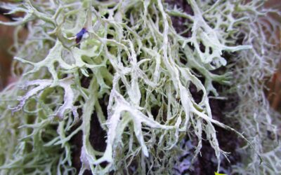 Usnea barbata – BARBA-DE-VELHO