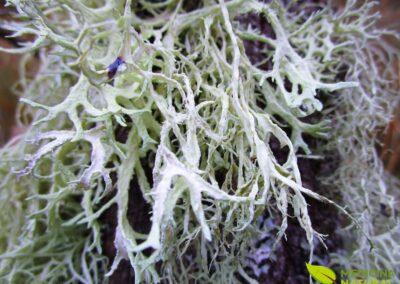Barba-de-velho - Usnea barbata