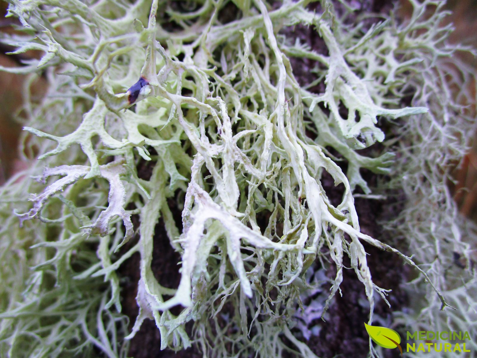 Barba-de-velho - Usnea barbata