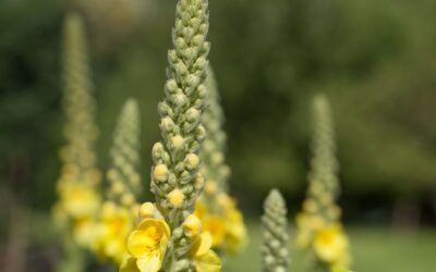 Verbascum thapsus (BARBASCO; GORDOLOBO)