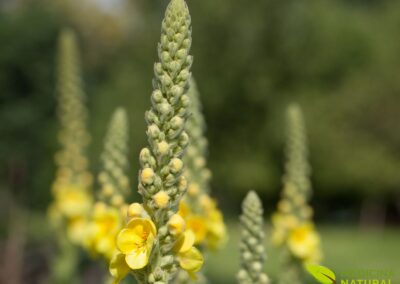 Barbasco - Verbascum thapsus