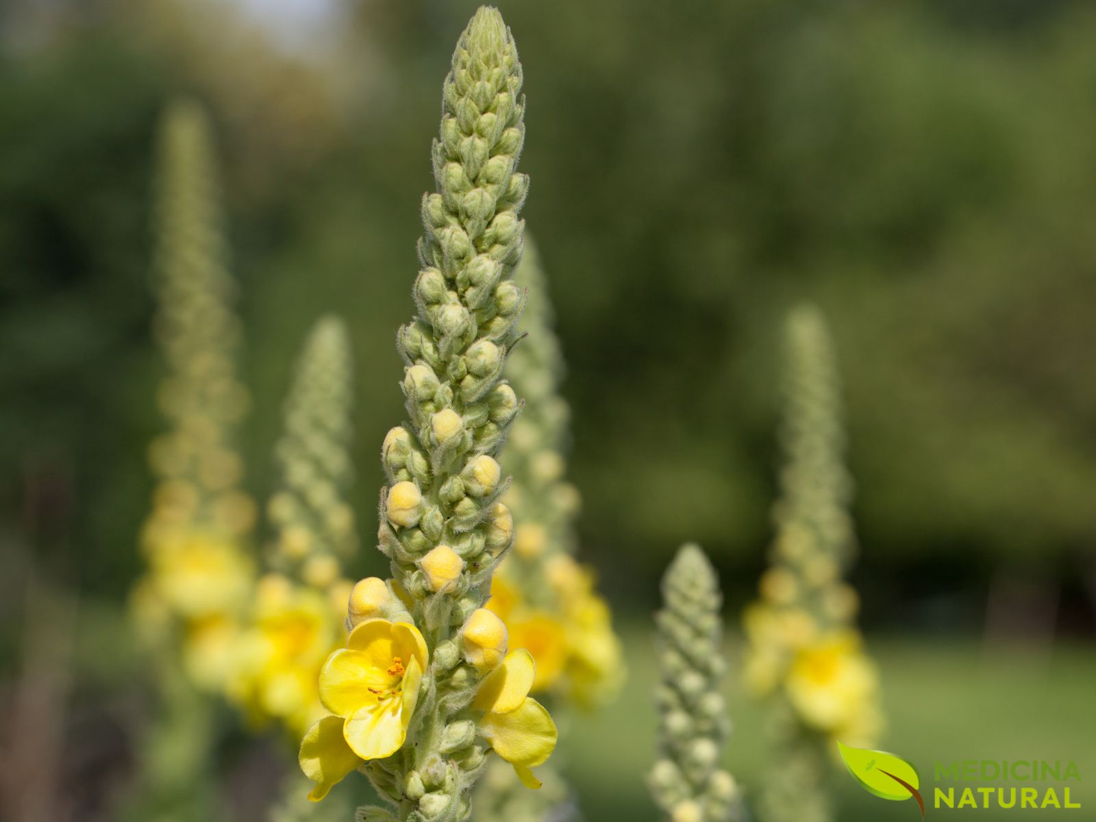 Barbasco – Verbascum thapsus Barbasco - Verbascum thapsus