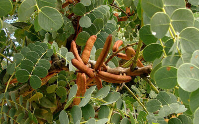 Barbatimão: saiba para que serve o chá