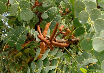 Barbatimão -Stryphnodendron adstringens