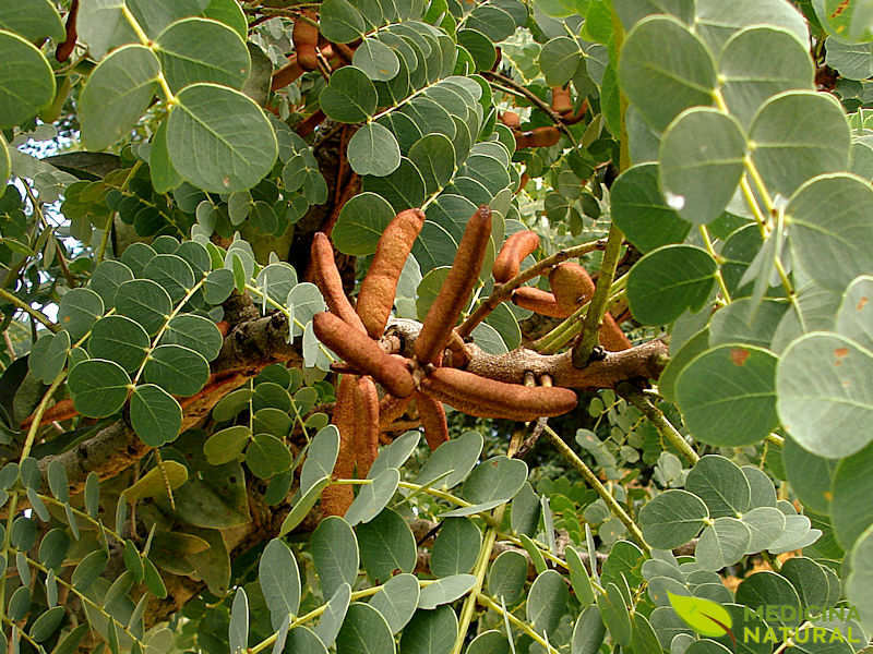 Barbatimão -Stryphnodendron adstringens