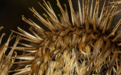 Bardana: saiba para que serve o chá