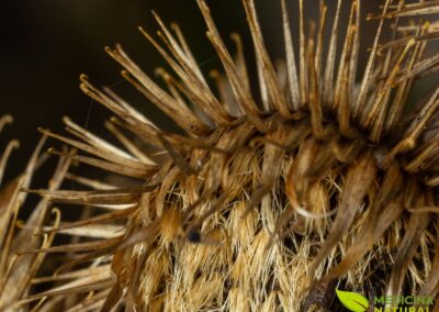 Arctium lappa - BARDANA