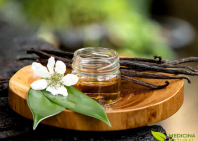 Baunilha - Vanilla planifolia