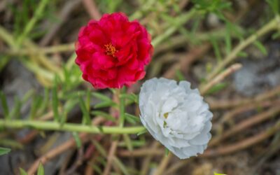 Portulaca oleracea (BELDROEGA)