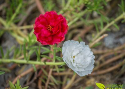 Beldroega - Portulaca oleracea