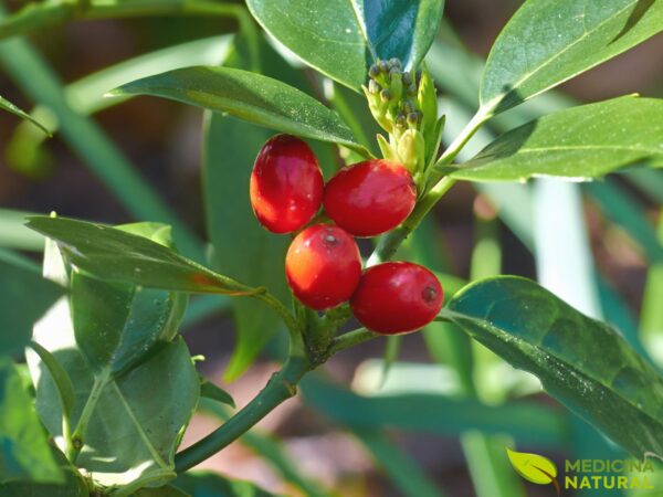 Berberina - Berberis vulgaris