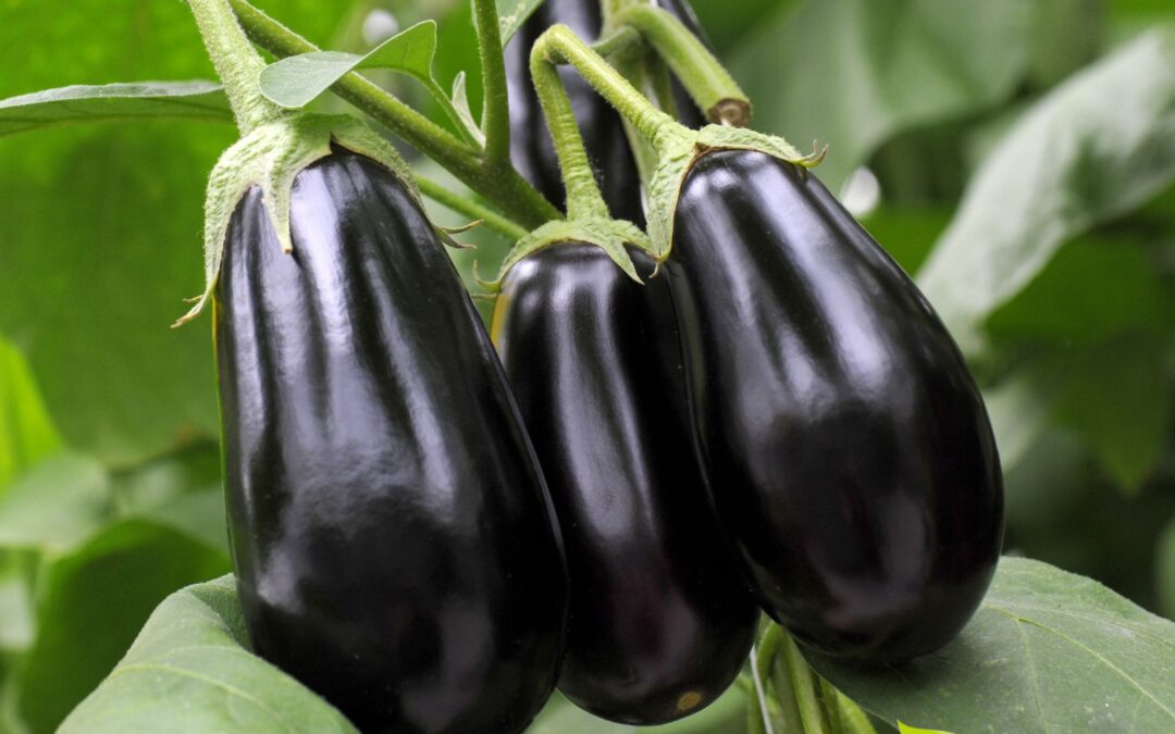 Solanum melongena – BERINGELA; BERINJELA; EGGPLANT
