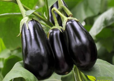 Solanum melongena - BERINGELA; BERINJELA; EGGPLANT
