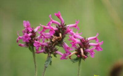 Stachys officinalis – BETÔNICA-MEDICINAL