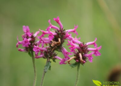 Betônica - Stachys officinalis