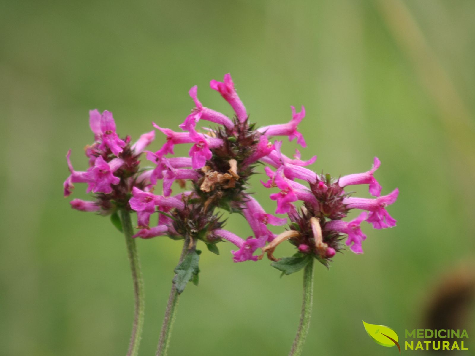 Betônica – Stachys officinalis Betônica - Stachys officinalis