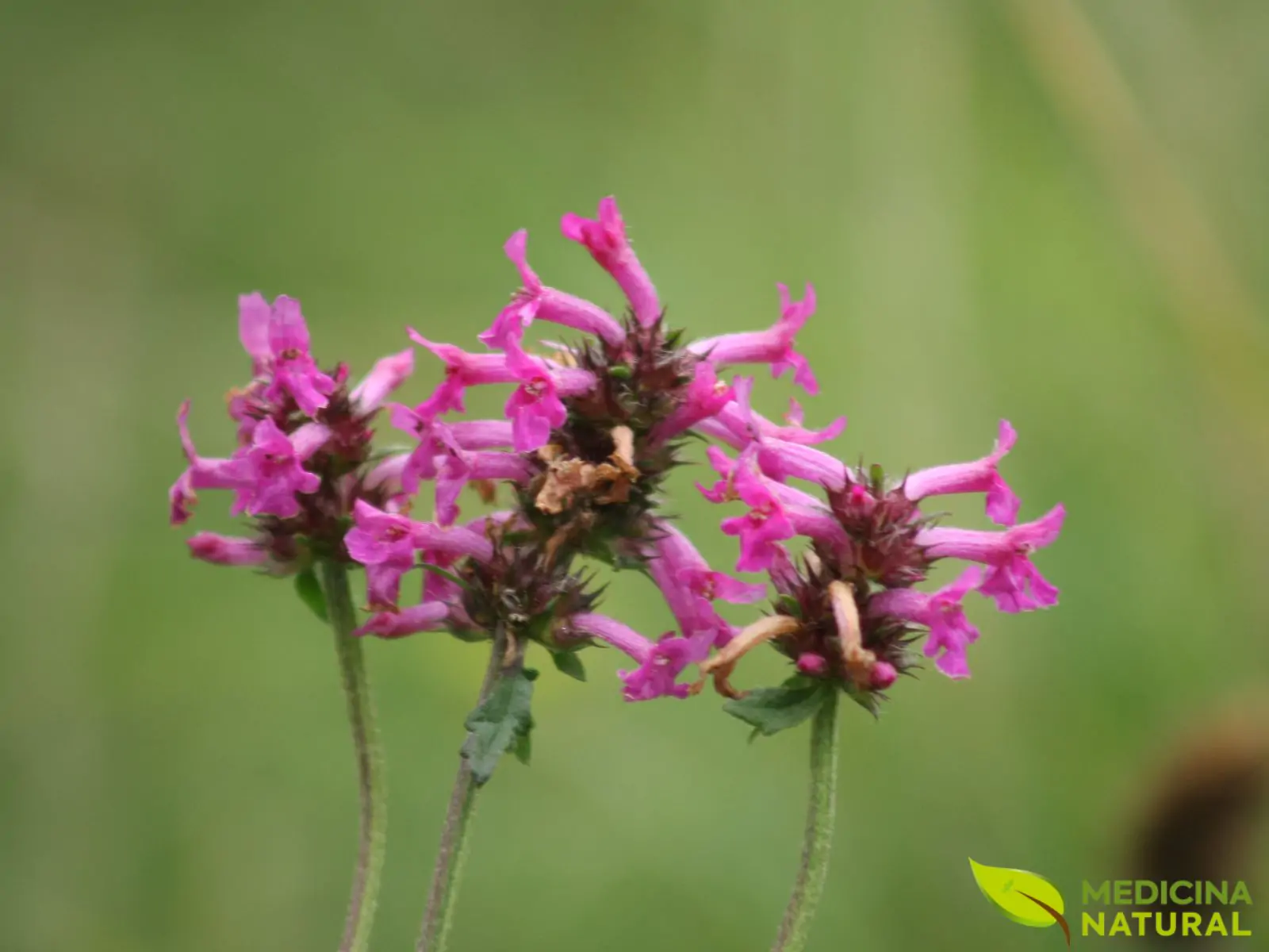 Betônica - Stachys officinalis