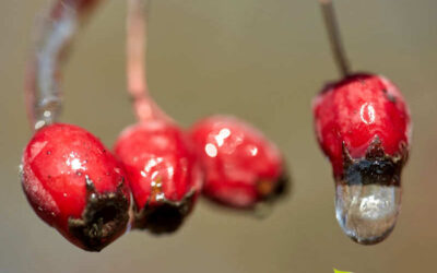 Crataegus: saiba para que serve o chá