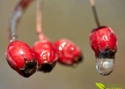 Biancospino - Crataegus oxyacantha