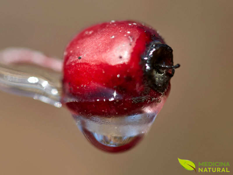 Biaconspino - Crataegus oxyacantha (fruto)