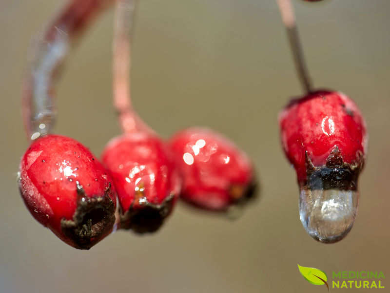 Biancospino - Crataegus oxyacantha