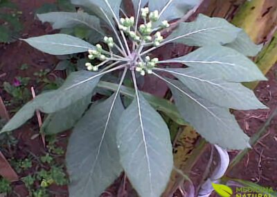 Boldo-da-Bahia - Vernonia condensata