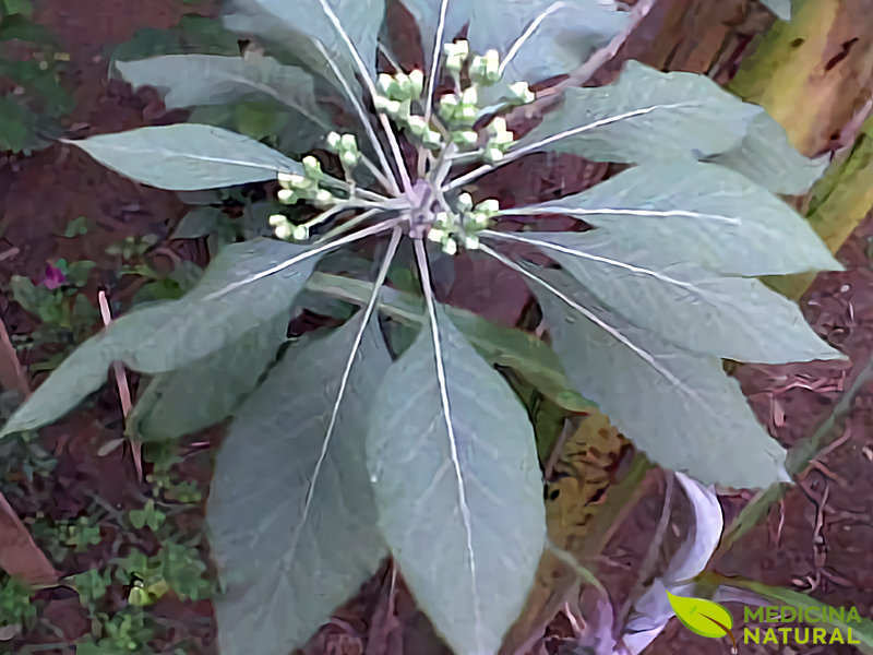 Boldo-da-Bahia - Vernonia condensata