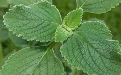 Boldo-de-jardim: saiba para que serve