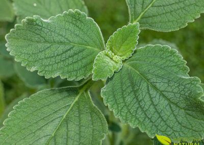 Boldo-de-jardim - Plectranthus barbatus