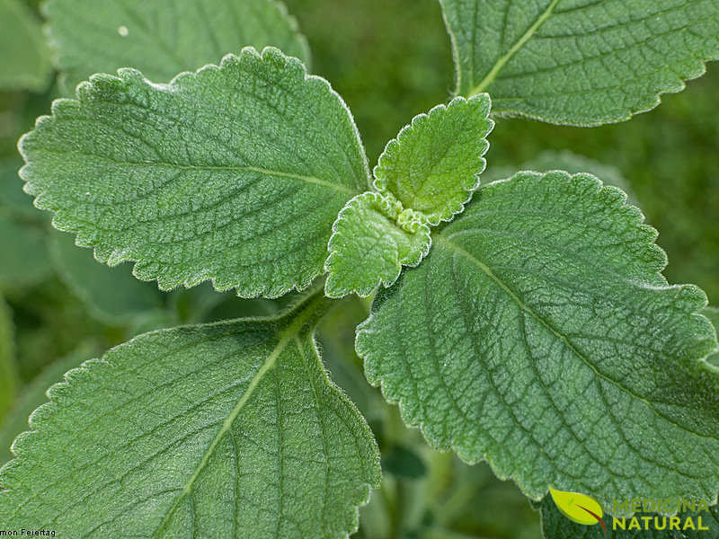 Boldo-de-jardim – Plectranthus barbatus Boldo-de-jardim - Plectranthus barbatus
