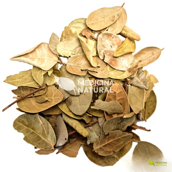 Chá de Boldo do Chile - Peumus boldus - Medicina Natural