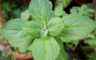 Boldo-do-Chile: veja para que serve o chá