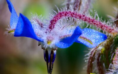 Borago officinalis (BORRAGEM)