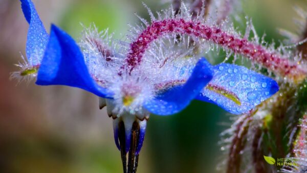 Óleo e sementes de borragem (Borago officinalis)
