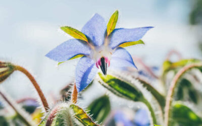 Borragem: saiba para que serve o chá