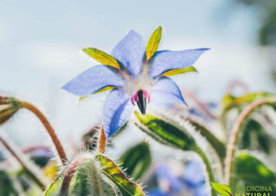 Borragem - Borago officinalis