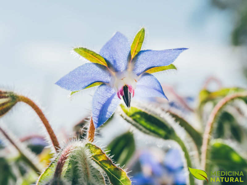 Borragem - Borago officinalis