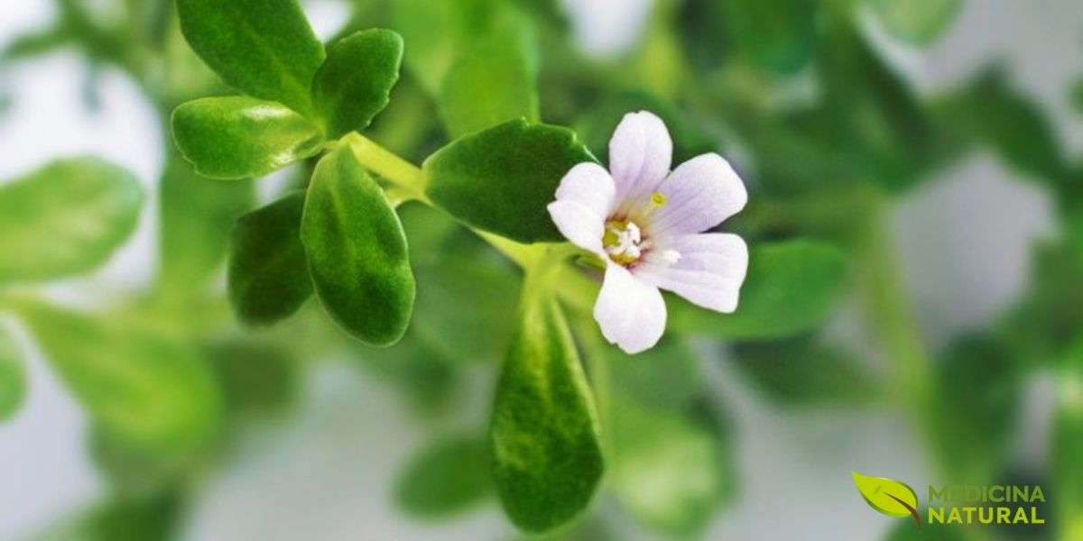 Brahmi (Bacopa monnieri) com suas delicadas flores brancas de cinco pétalas. Esta planta aquática é reverenciada na medicina ayurvédica como 'erva da memória'. Estudos clínicos comprovam que o brahmi melhora significativamente a função cognitiva, a memória e a capacidade de aprendizado, funções frequentemente comprometidas pelo uso crônico de álcool. Quando combinado com ashwagandha, potencializa o controle dos sintomas de abstinência e acelera a recuperação neurológica.