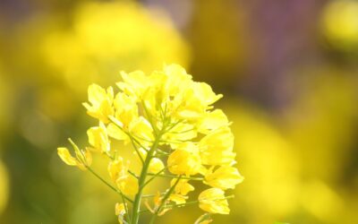 Brassica alba (MOSTARDA-BRANCA)