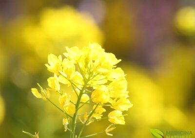 Brassica alba - MOSTARDA-BRANCA