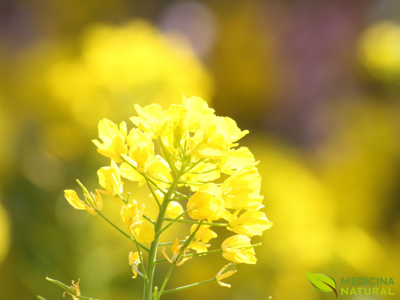 Brassica alba - MOSTARDA-BRANCA