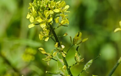 Brassica nigra (MOSTARDA-PRETA)